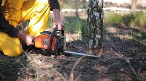 Trusted Inwood, WV Tree Services Experts