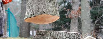 How Our Tree Care Process Works  in  Inwood, WV