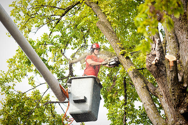 Best Root Management and Removal  in Inwood, WV